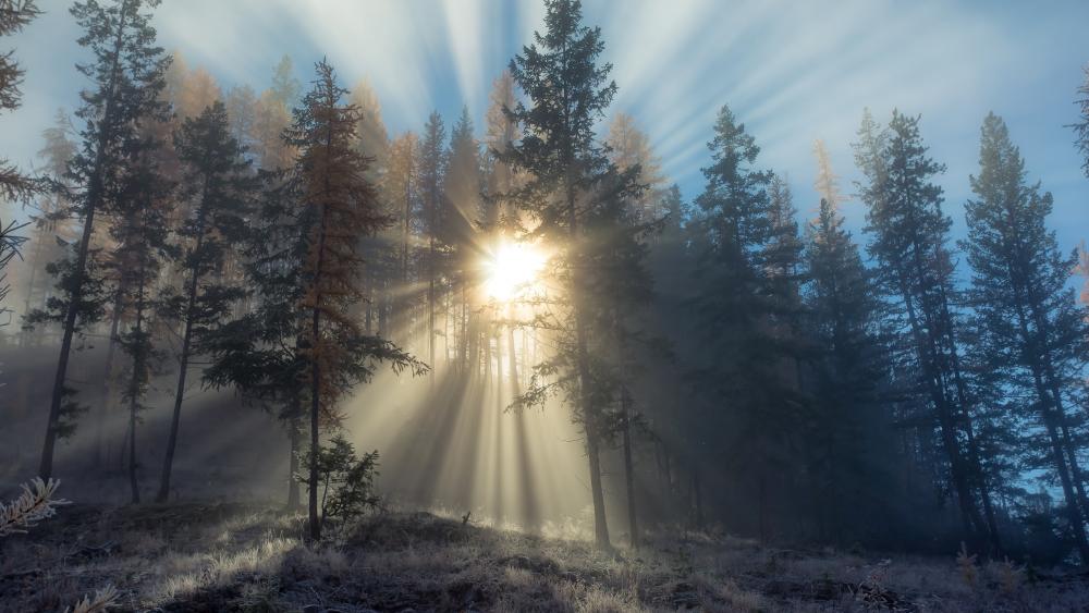 Forest at dawn wallpaper