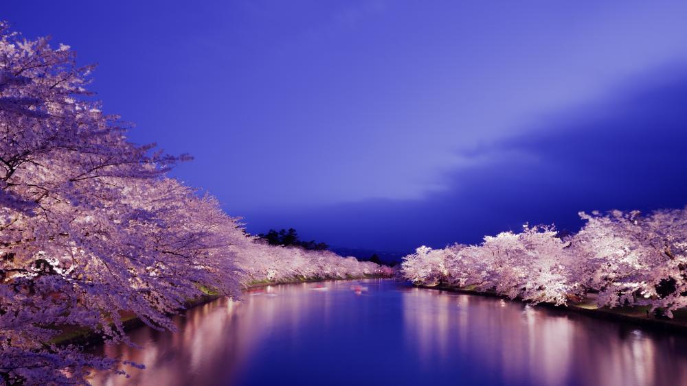 Cherry blossom at night wallpaper