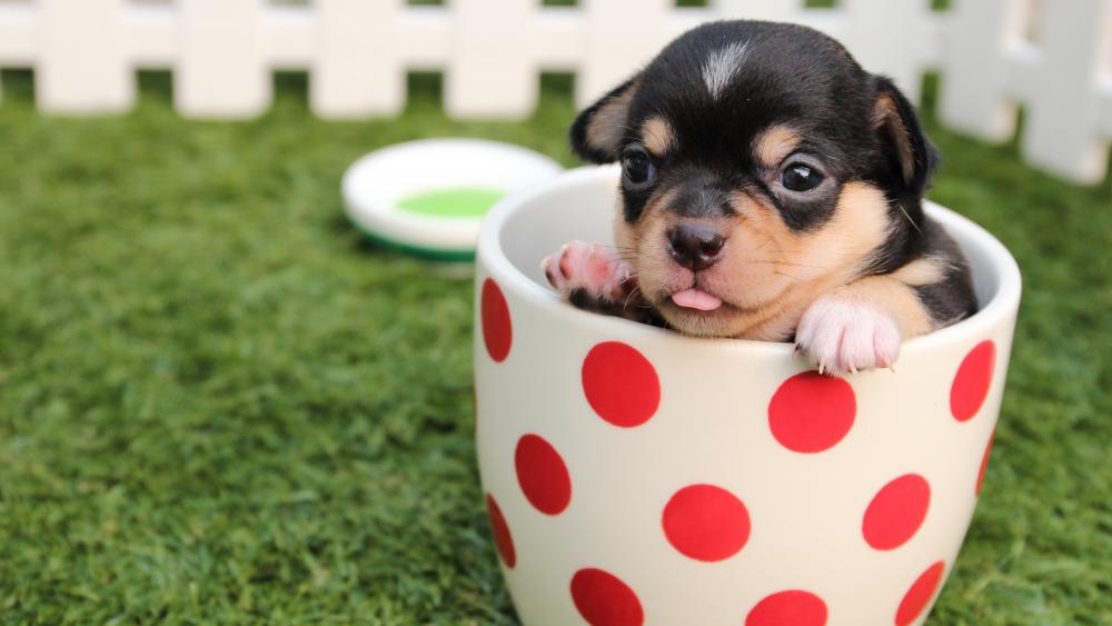 A cup of puppy wallpaper