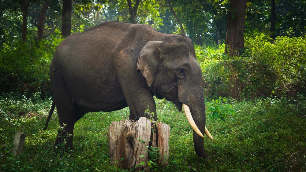 Wild Elephant wallpaper