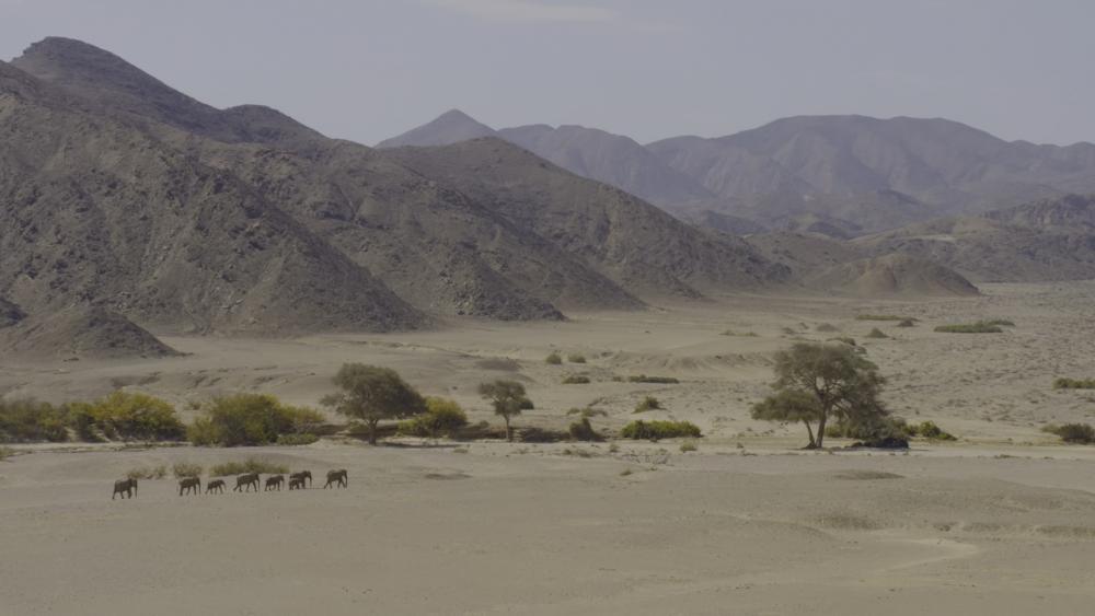 Elephant on Dessert wallpaper