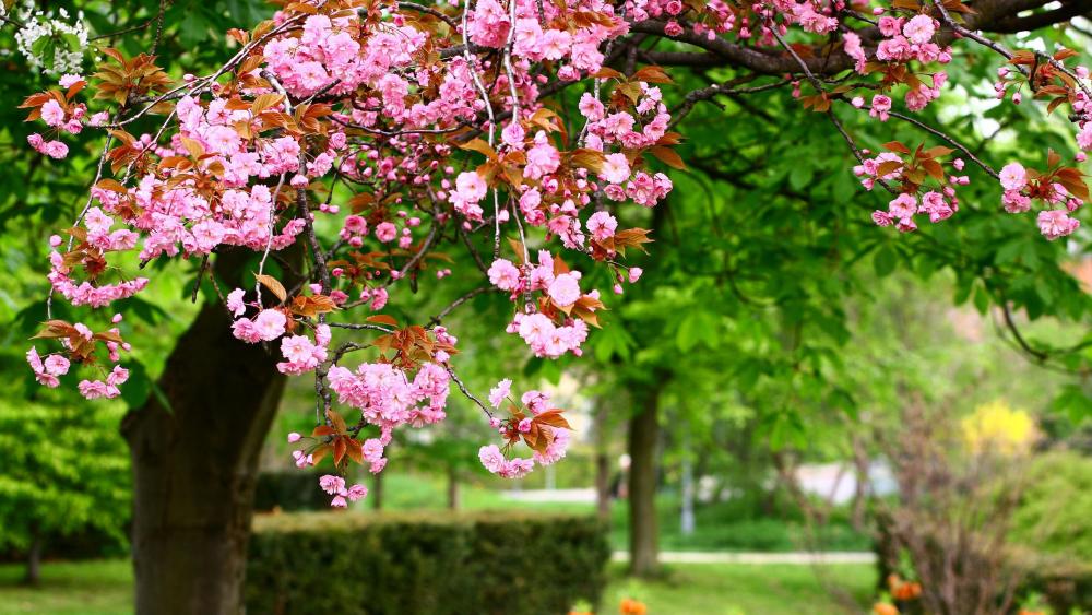 Flower Garden blossoms wallpaper