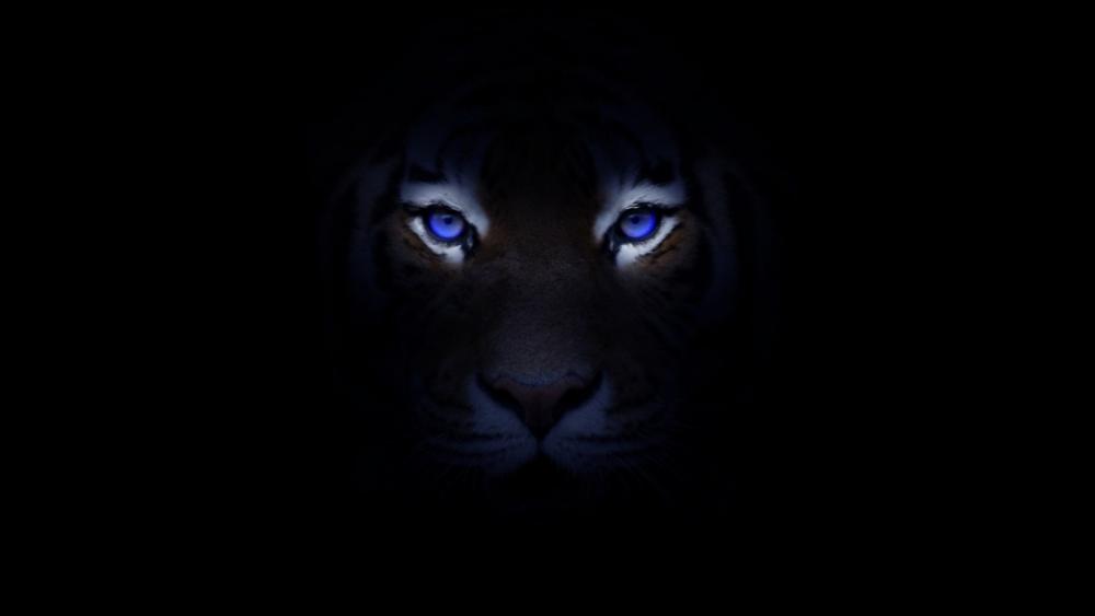 Black Tiger With Blue Eyes Wallpaper Download | MobCup