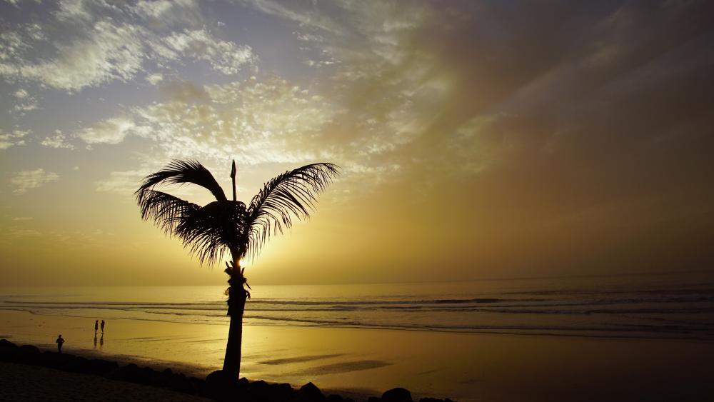 Sunset under the palm trees wallpaper
