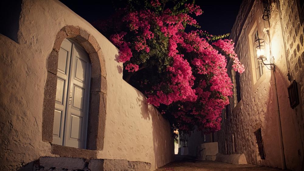 Bougainvillea at night wallpaper