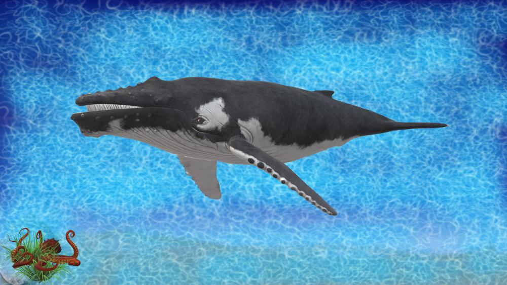 Humpback whale wallpaper
