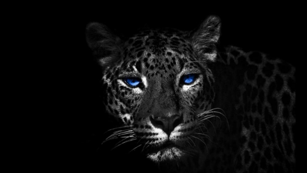 Blue eye jaguar wallpaper