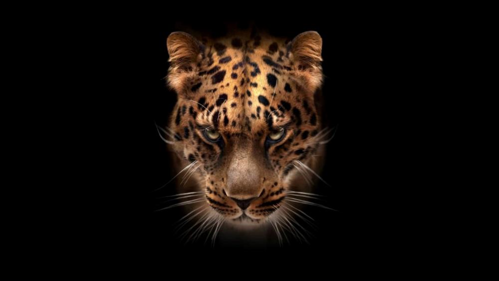 Dark-gold Jaguar wallpaper