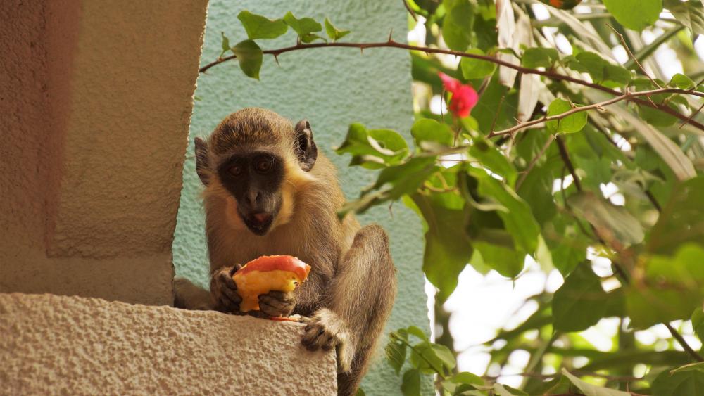 Affe beim Essen wallpaper