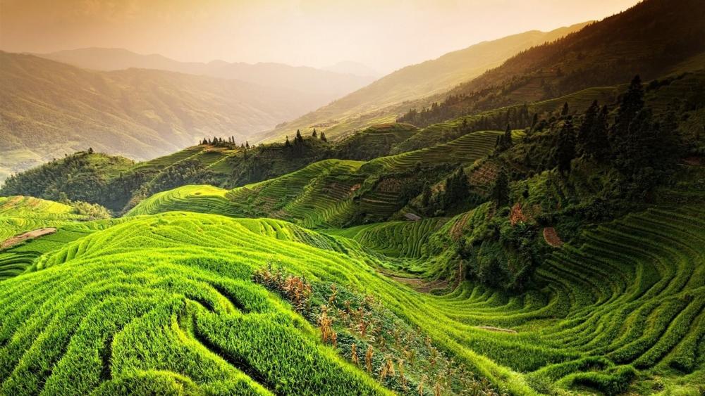 Terraced rice plant field wallpaper