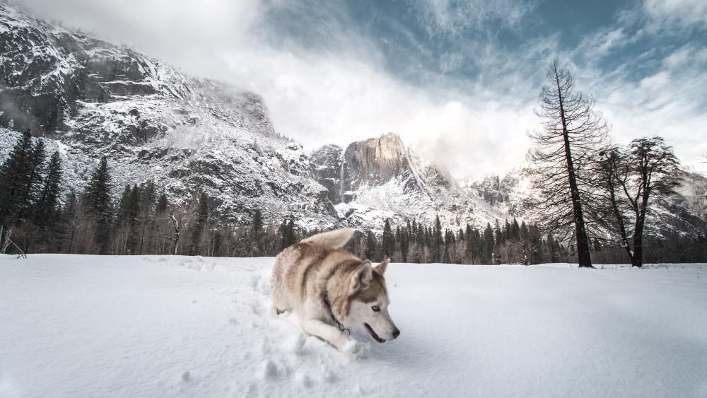 Siberian husky in snow wallpaper
