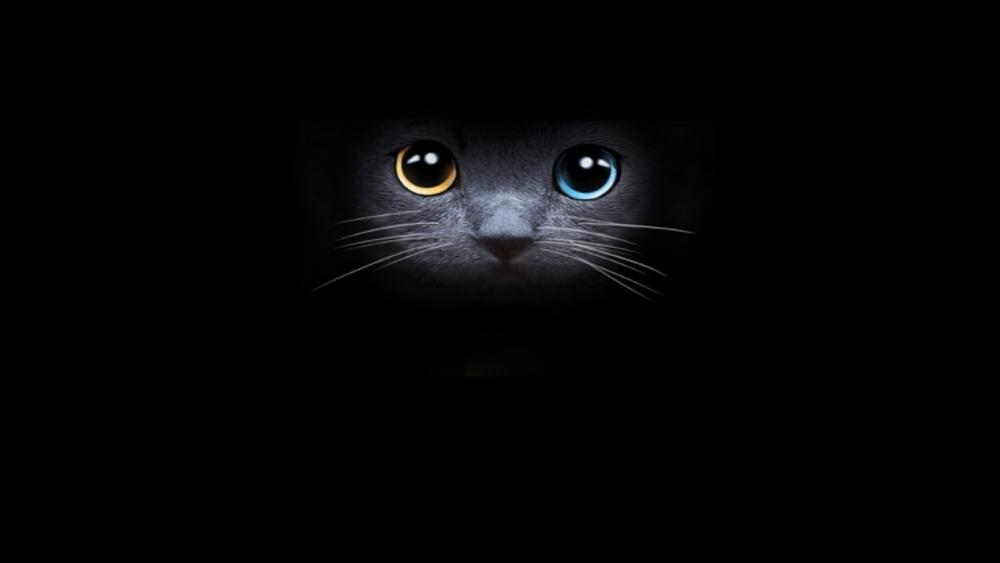 Beauty cat eyes wallpaper
