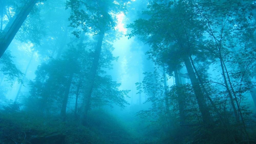 Fog in forest wallpaper