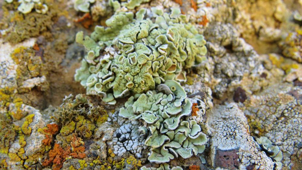 Algae wallpaper