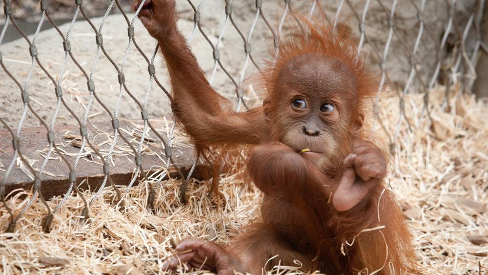 Orangutan baby wallpaper
