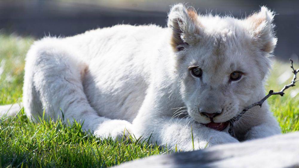 White lion cub wallpaper