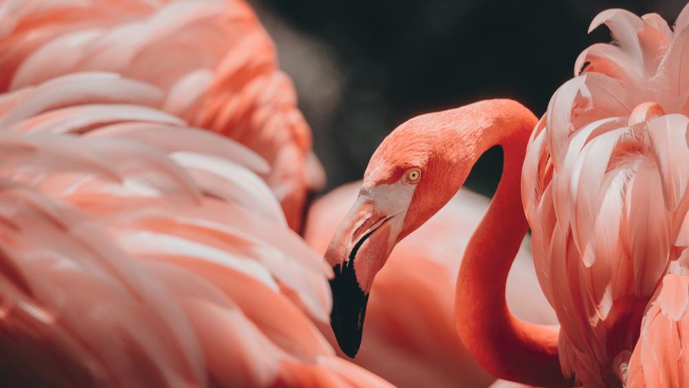 Pink flamingo wallpaper