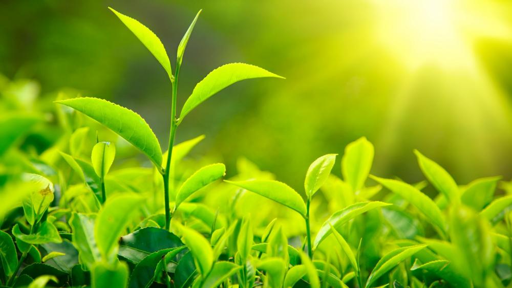 Wallpaper from nature category