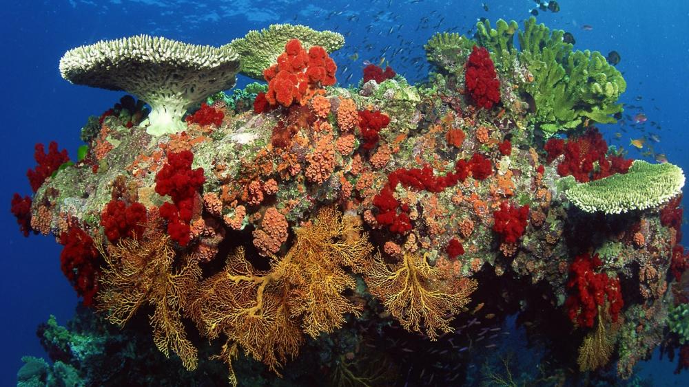 Belize Coral Reef Nature Reserve wallpaper