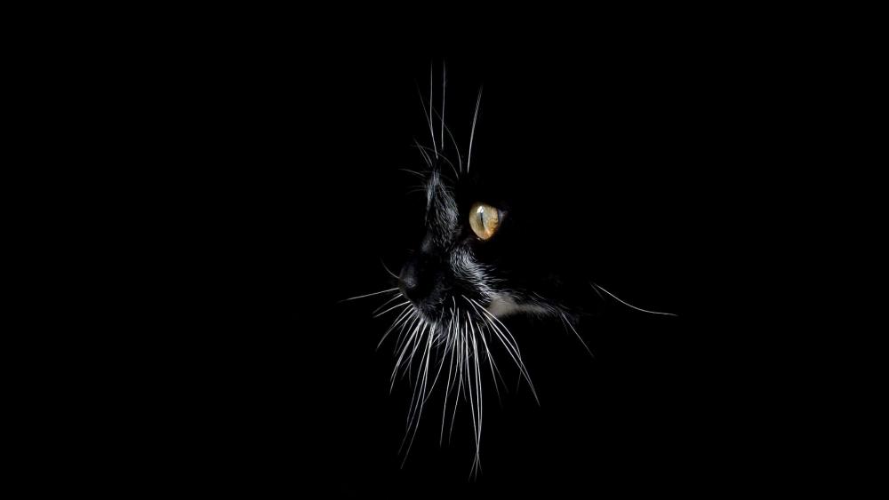 Wallpaper from animals category