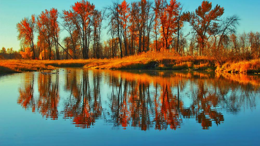 Wallpaper from nature category