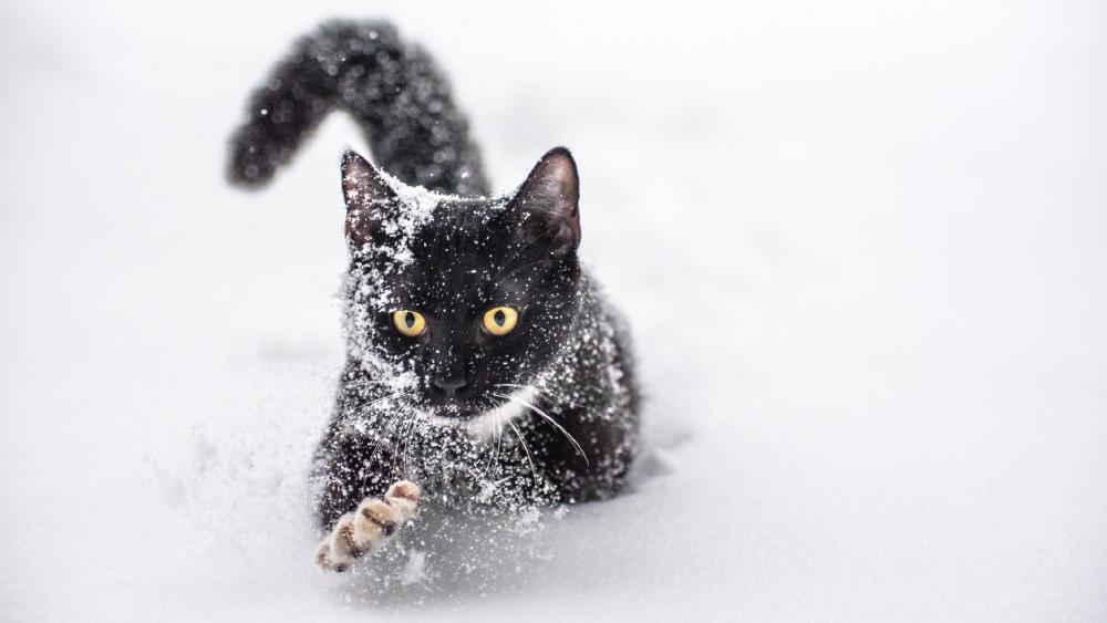 Snowy black cat wallpaper