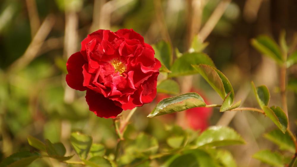 Rose on the roadside wallpaper