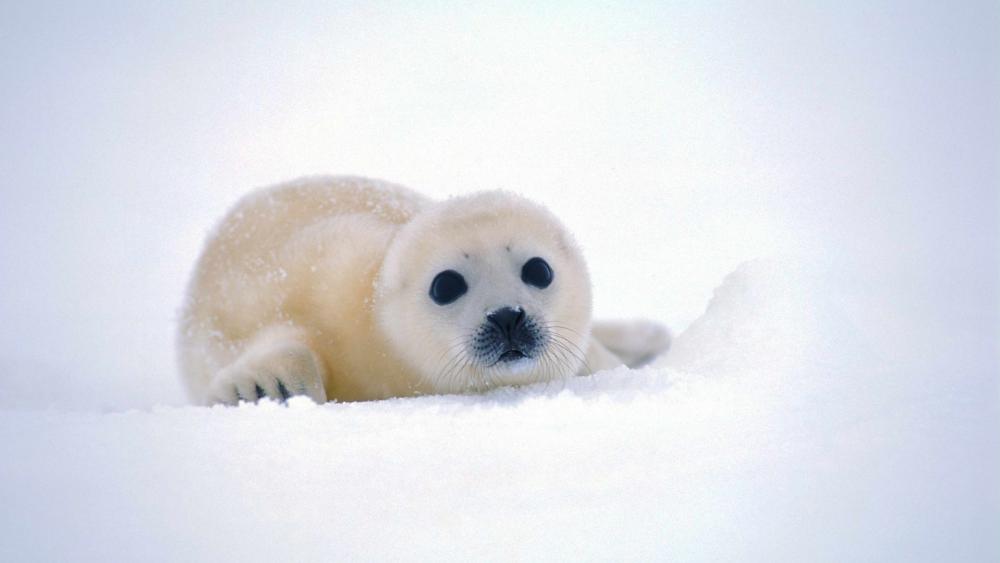 Baby seal wallpaper