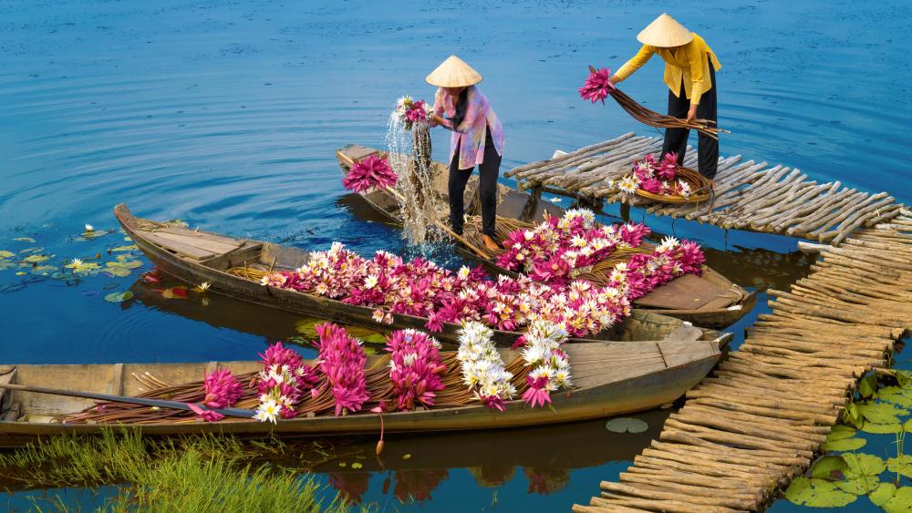 Rural Women Harvest Water Lily Flowers By Boat In The Mekong River Delta wallpaper