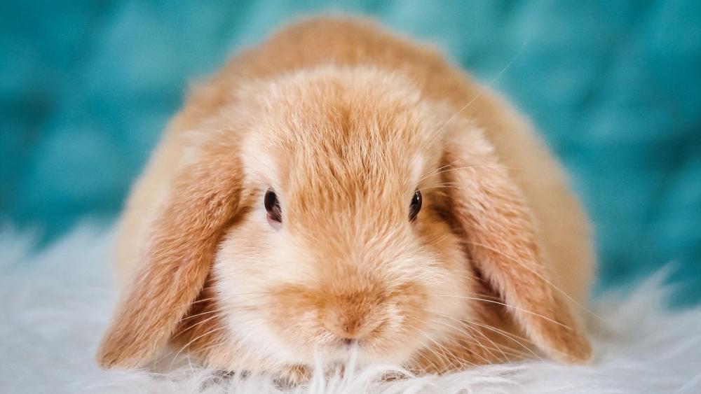 Lop-eared rabbit wallpaper