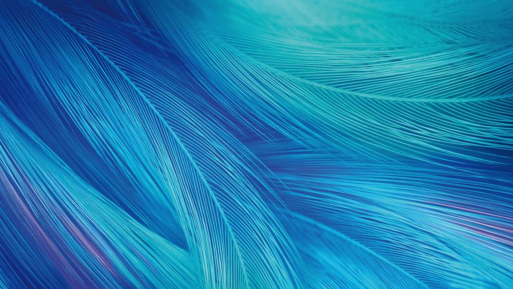 Blue feathers wallpaper