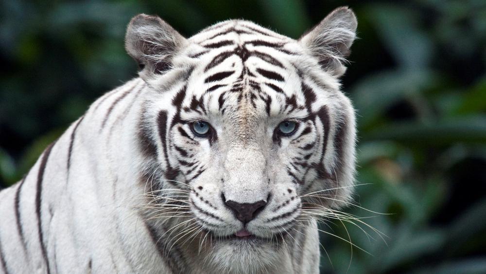 Wallpaper from animals category
