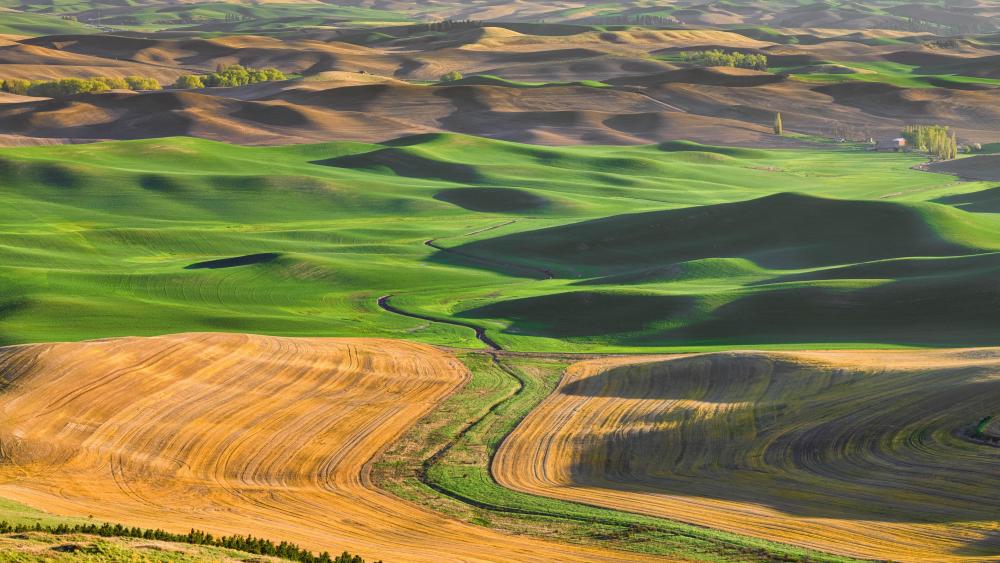 Palouse Hills in Steptoe Butte State Park - backiee