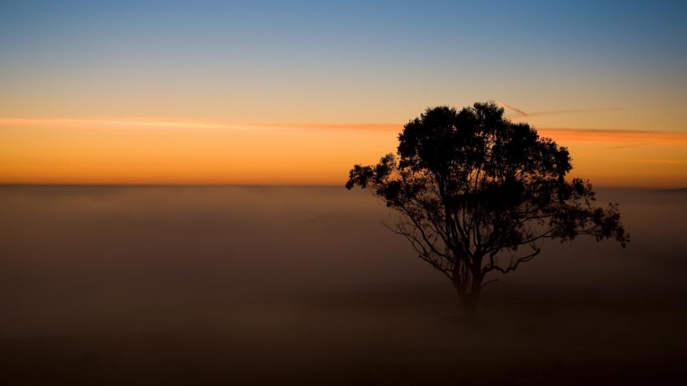 Foggy sunset photography wallpaper