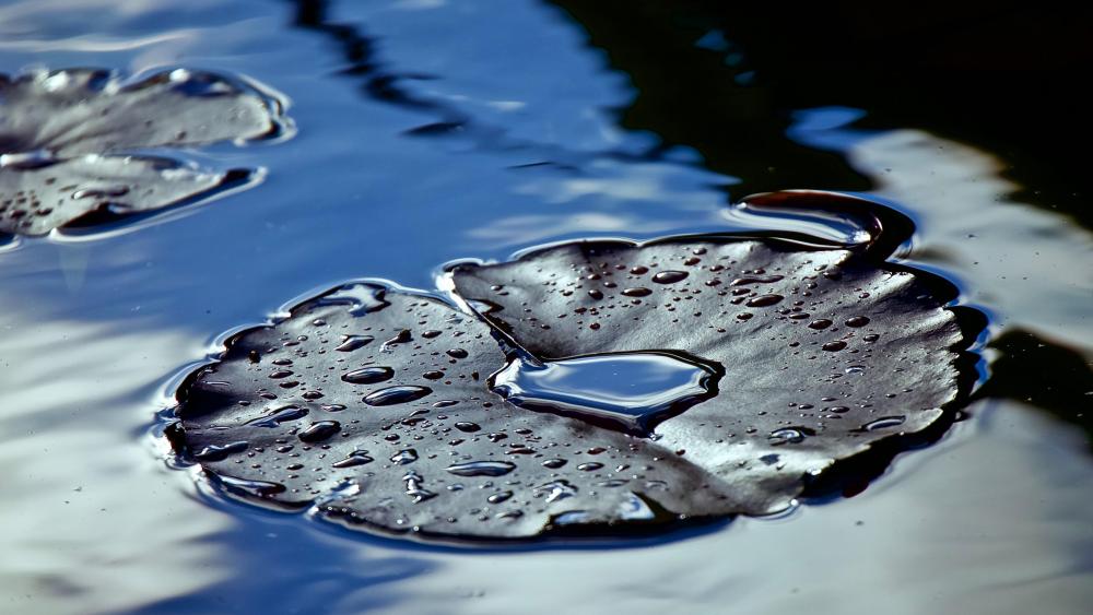 Wet Lily pad wallpaper