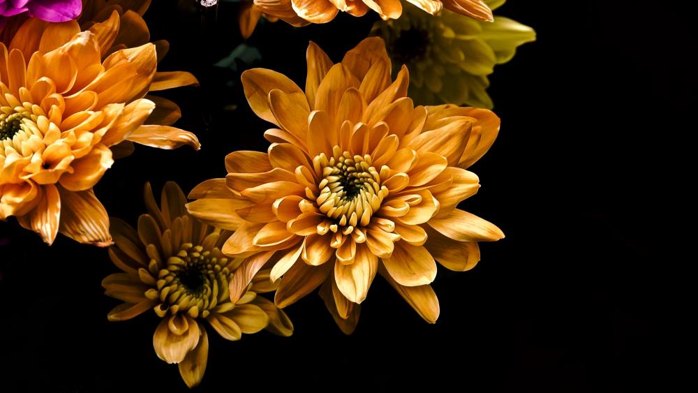 Orange flowers on black background wallpaper