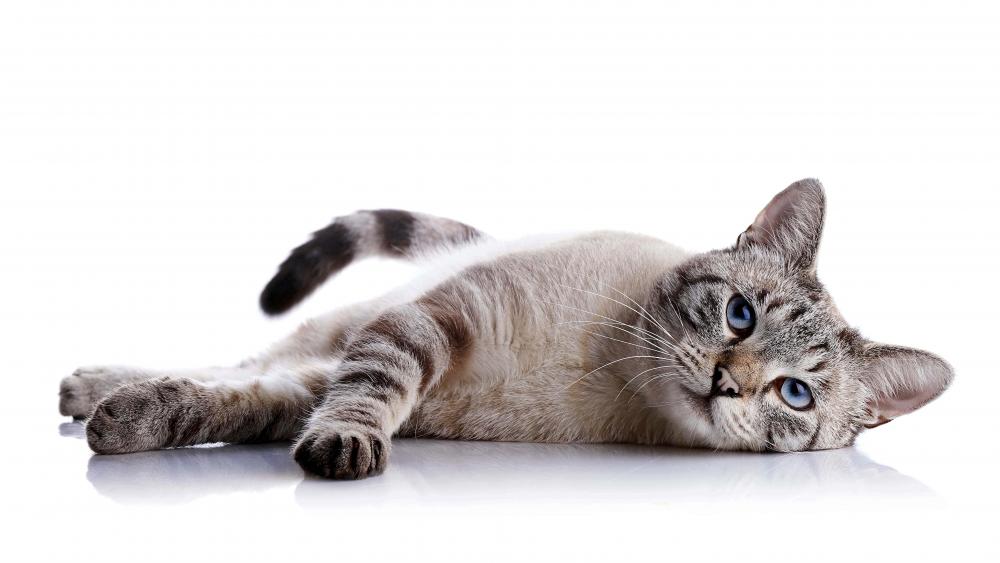 Grey cat wallpaper