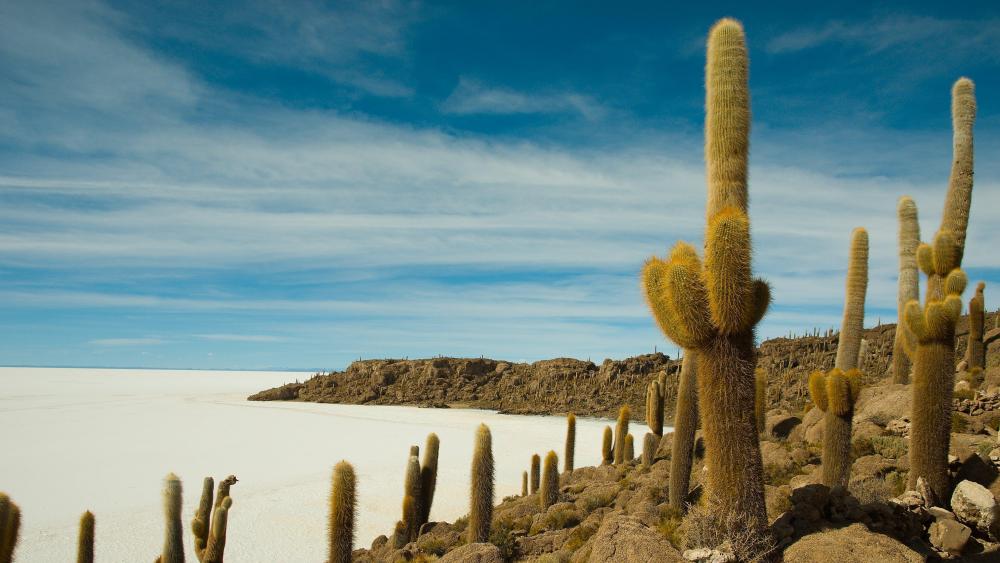 Isla Incahuasi in the Uyuni Salt Flat wallpaper