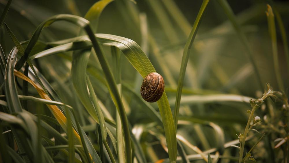 Snail in the grass wallpaper