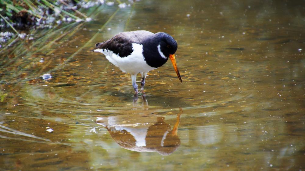 Bird while fishing wallpaper