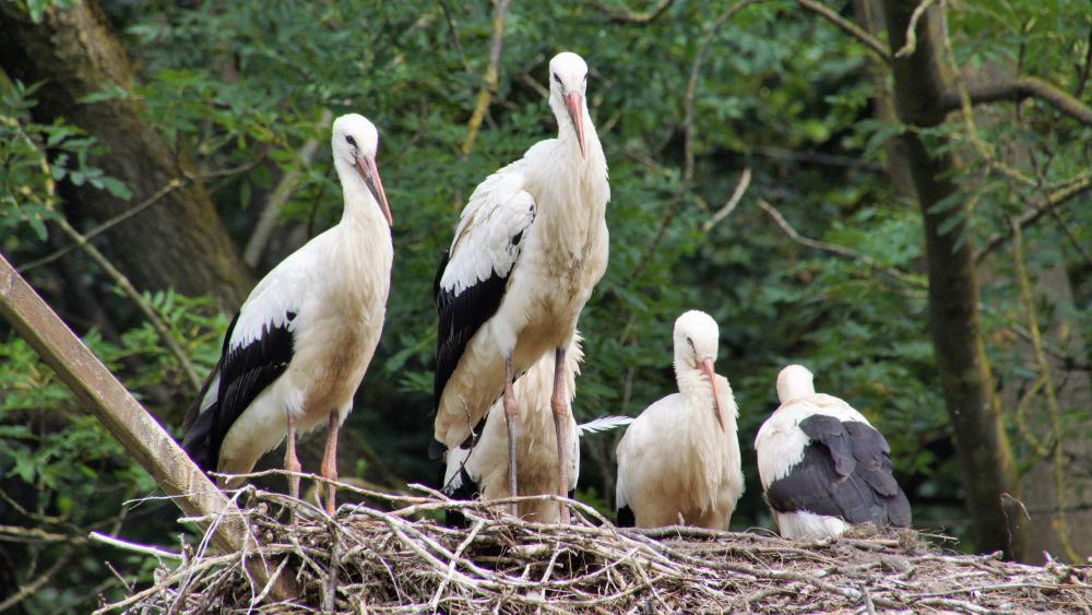 Stork family in the nest wallpaper