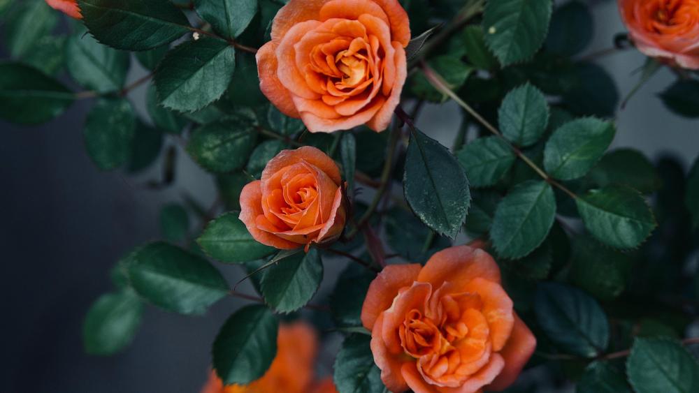 Roses wallpaper