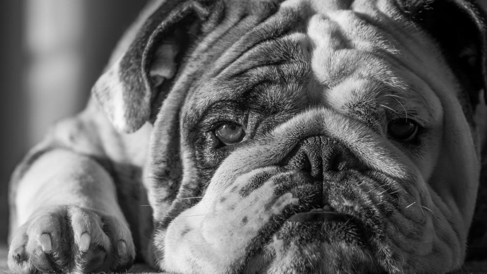 Bulldog black and white photography wallpaper
