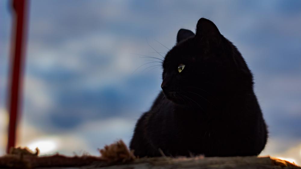 Wallpaper from animals category