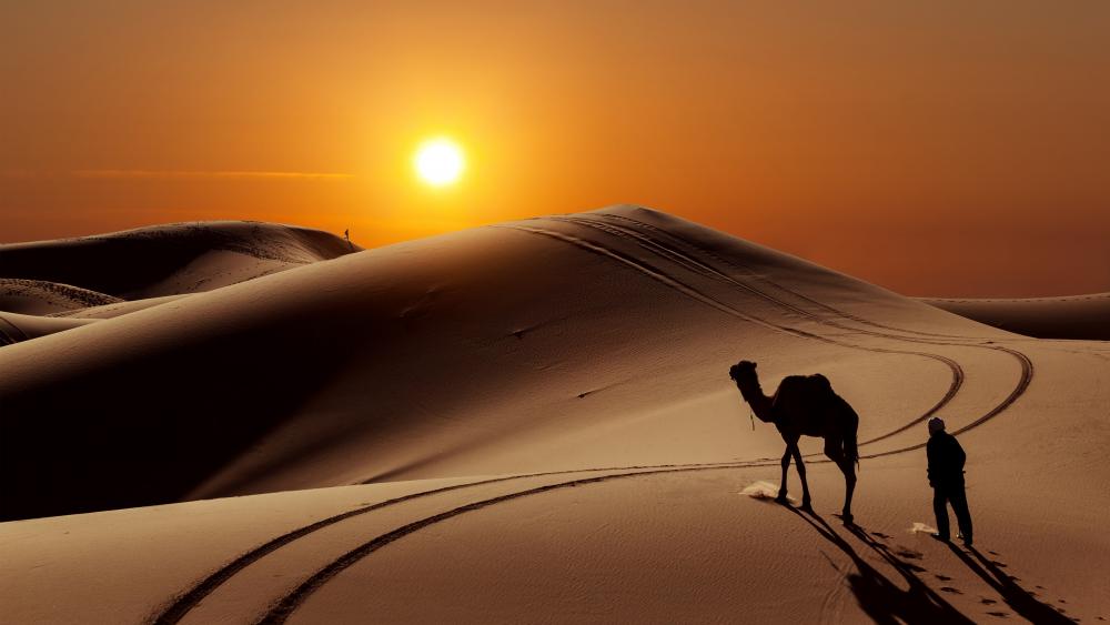 Camel in the desert - Morocco wallpaper