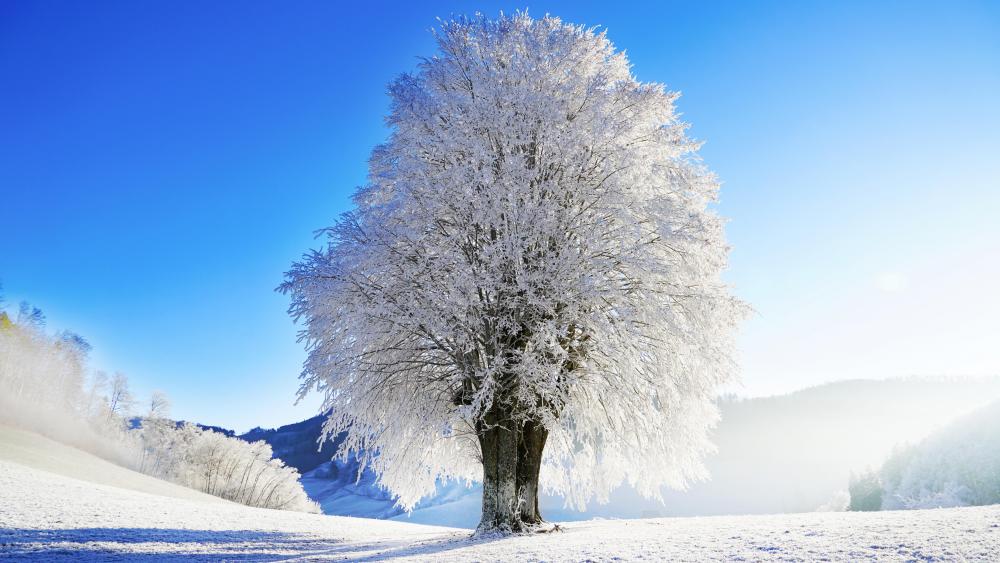 Hoary tree on a sunny winter day wallpaper