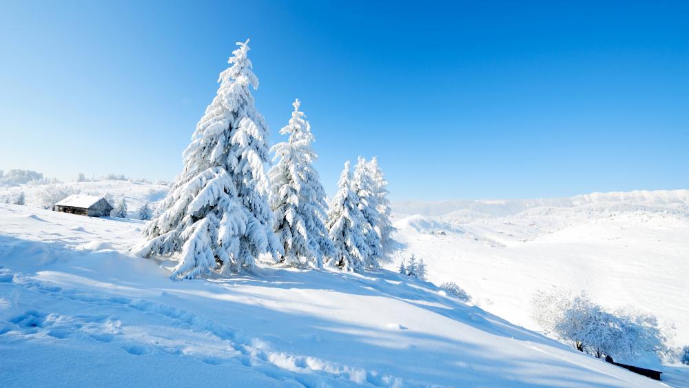 Sunny winter landscape wallpaper
