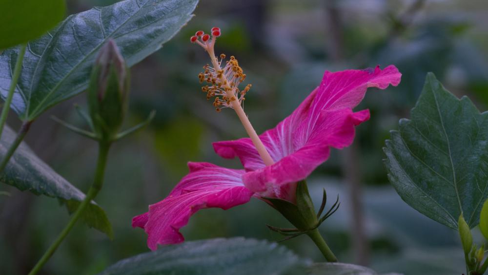 Pink hibiscus wallpaper - backiee