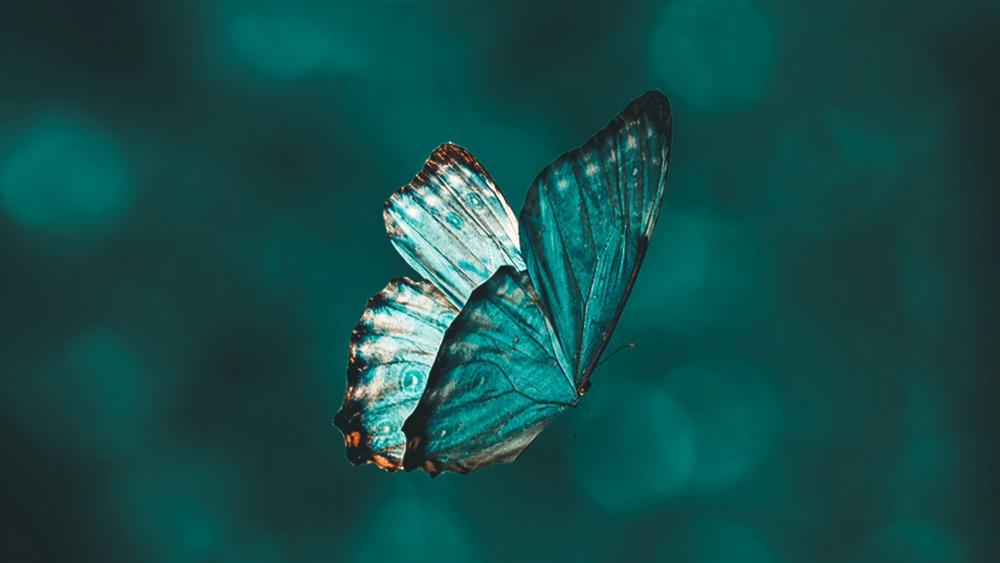 Blue butterfly wallpaper