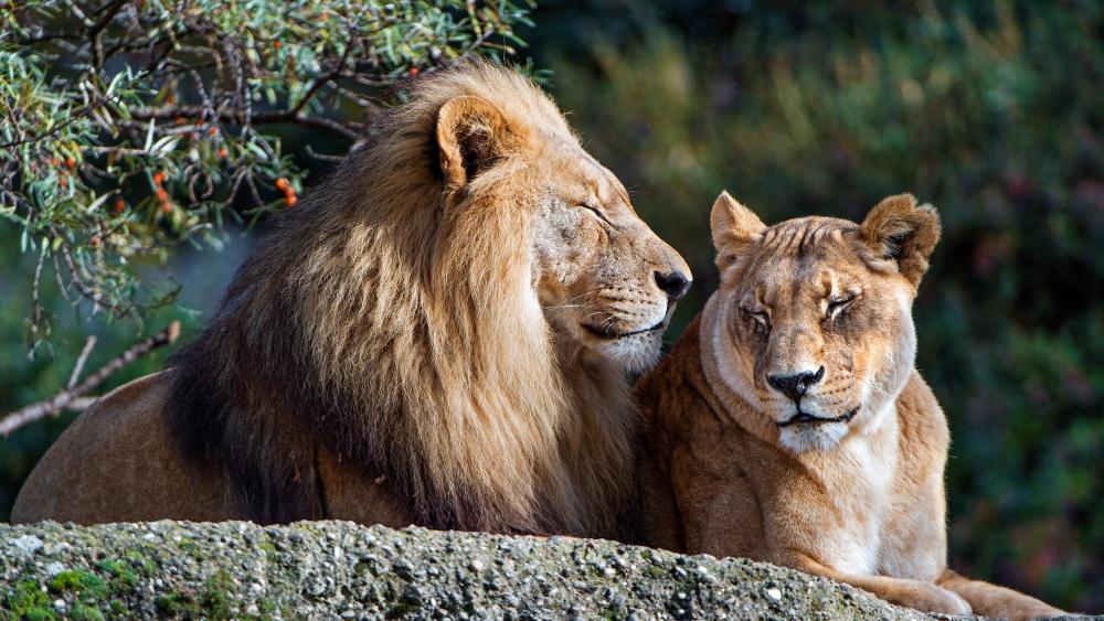 Lion couple wallpaper